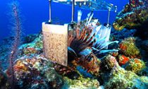 electrocuting lion fish