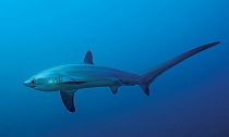 Thresher Shark