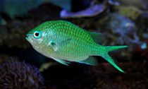 Chromis viridis