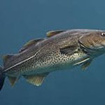 UK's chatty fish to be recorded