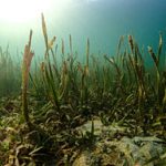 Seagrass is a powerful weapon