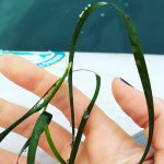 Restoring seagrass under siege