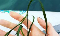 Seagrass