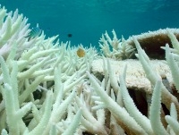 coral bleaching