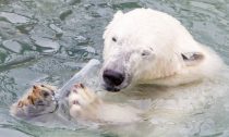 Polar Bear eating plastic