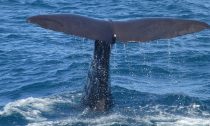 whale in gulf