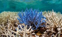 Coral bleaching