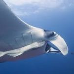 Manta brainpower blows other fish out of the water