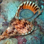 Giant sea snail may help save dying reef