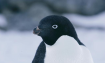 Adelie Penguin