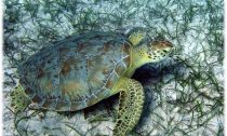 Foraging Green turtle