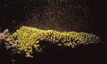 Coral Spawning