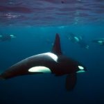 A last refuge for Europe's blighted killer whales