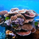 Critical outlook for Hawaii's reefs