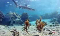 white tip shark