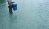 Watching a baby black tip shark