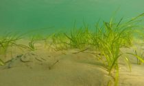 Seagrass