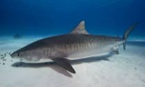 Tiger Shark