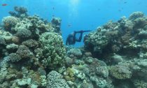 Diver in coral reef