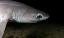 Atlantic Sixgill Shark