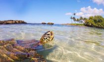 turtle in Hawaii looking at shore