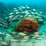 Scientist Counts Fish in Marine Reserve in 8 Days