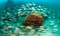 Spot-tailed grunts in the waters of Cabo Pulmo National Park in Mexico