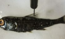 fish in laboratory being checked for plastic ingestion