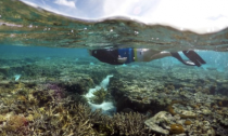 snorkeler over coral reef