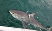 Great White Shark tagged and released