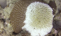 Coral with white syndrome