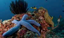 Starfish on a coral reef in Bali, Indonesia