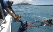 A box of nursery-grown coral is handed to diver