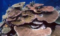 tabular or table corals provide shelter for smaller reef dwellers