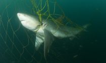 Bull shark captured in netting