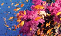 beautiful colours of the coral reef