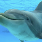 Dolphin 'happiness' measured by scientists in France