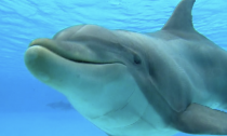 Are captive dolphins happy?