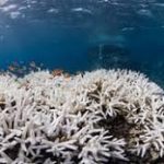Only 1.4 Percent of Japan’s Largest Coral Reef Is Healthy