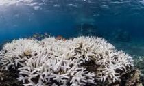 Japan's bleaching reefs