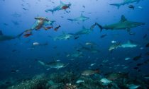 Scientists have videotaped sharks traveling a 500-mile-long "shark highway" in the Pacific Ocean.