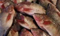 Fish are seen in a fish market near the canal of Port Said, Egypt, March 18, 2018.