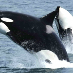 Orca Population Reaches Lowest Point Since 1984