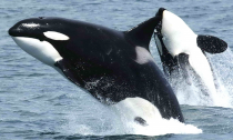 Orca Whale 'Crewser' Presumed Dead as Population Reaches Its Lowest Point Since 1984