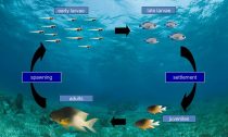 Life cycle of the bicolor damselfish