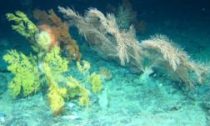 Rare coral found in Irish waters