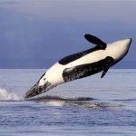 Killer whales are dying off in the Pacific Northwest