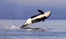 Female orca leaps from the water