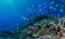 A school of fish swims in the Coral Sea