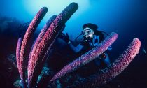 Sylvia Earle investigates a towering tube sponge in Bonaire.